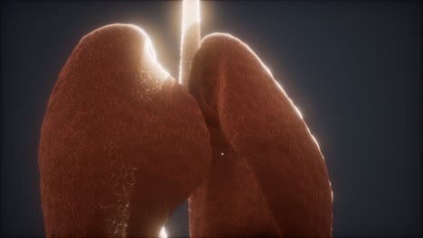 3D-Animation-Der-Menschlichen-Lunge